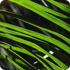 SAW PALMETTO & STINGING NETTLE